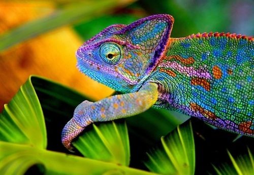 กิ้งก่าคาเมเลี่ยนจิ๋วน่ารักเเห่งดินเเดนมาดาร์กัสการ์