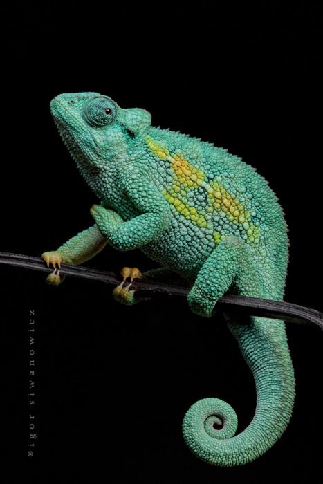 กิ้งก่าคาเมเลี่ยนจิ๋วน่ารักเเห่งดินเเดนมาดาร์กัสการ์