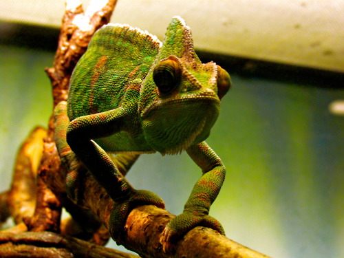 กิ้งก่าคาเมเลี่ยนจิ๋วน่ารักเเห่งดินเเดนมาดาร์กัสการ์