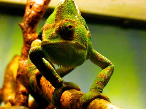 กิ้งก่าคาเมเลี่ยนจิ๋วน่ารักเเห่งดินเเดนมาดาร์กัสการ์