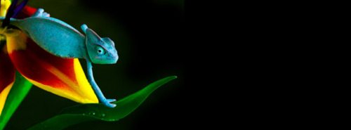 กิ้งก่าคาเมเลี่ยนจิ๋วน่ารักเเห่งดินเเดนมาดาร์กัสการ์