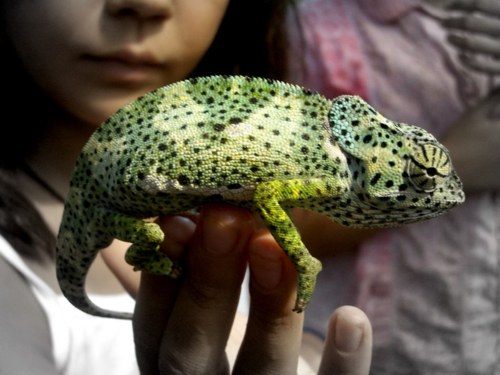 กิ้งก่าคาเมเลี่ยนจิ๋วน่ารักเเห่งดินเเดนมาดาร์กัสการ์