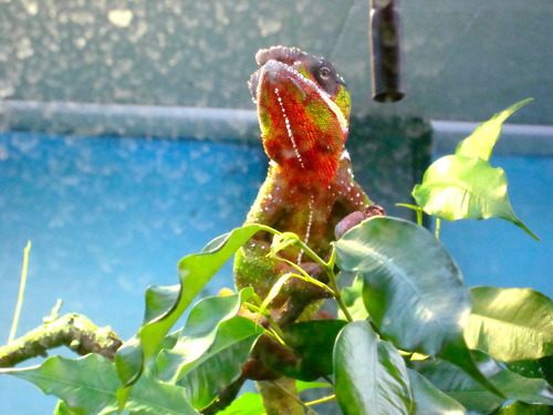 กิ้งก่าคาเมเลี่ยนจิ๋วน่ารักเเห่งดินเเดนมาดาร์กัสการ์