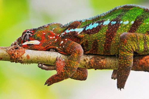 กิ้งก่าคาเมเลี่ยนจิ๋วน่ารักเเห่งดินเเดนมาดาร์กัสการ์