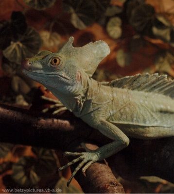 กิ้งก่าคาเมเลี่ยนจิ๋วน่ารักเเห่งดินเเดนมาดาร์กัสการ์