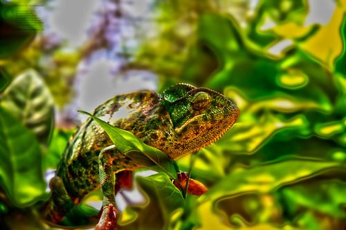 กิ้งก่าคาเมเลี่ยนจิ๋วน่ารักเเห่งดินเเดนมาดาร์กัสการ์