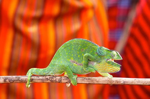 กิ้งก่าคาเมเลี่ยนจิ๋วน่ารักเเห่งดินเเดนมาดาร์กัสการ์