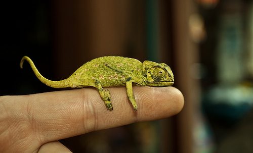 กิ้งก่าคาเมเลี่ยนจิ๋วน่ารักเเห่งดินเเดนมาดาร์กัสการ์