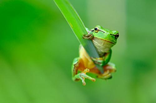 กบสีสวยงาม