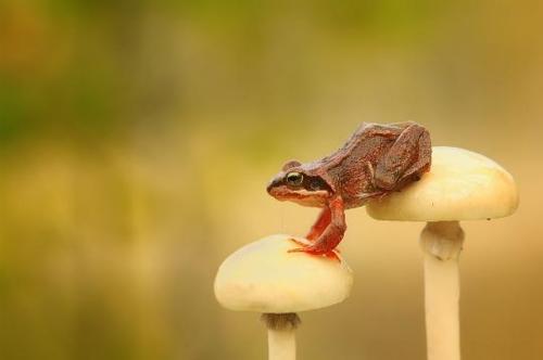 กบสีสวยงาม