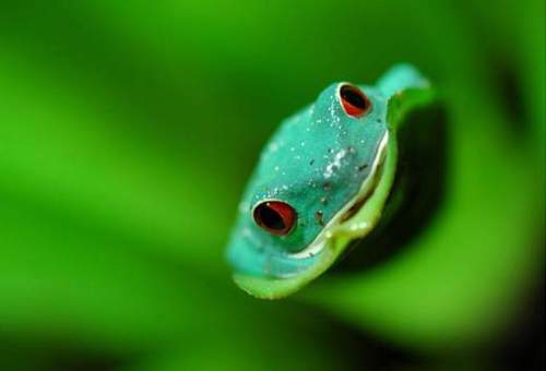 กบสีสวยงาม