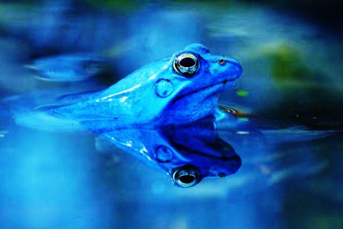 กบสีสวยงาม