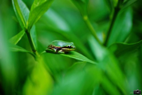 กบสีสวยงาม