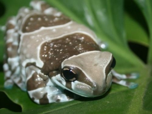 กบสีสวยงาม