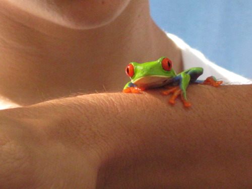 กบสีสวยงาม