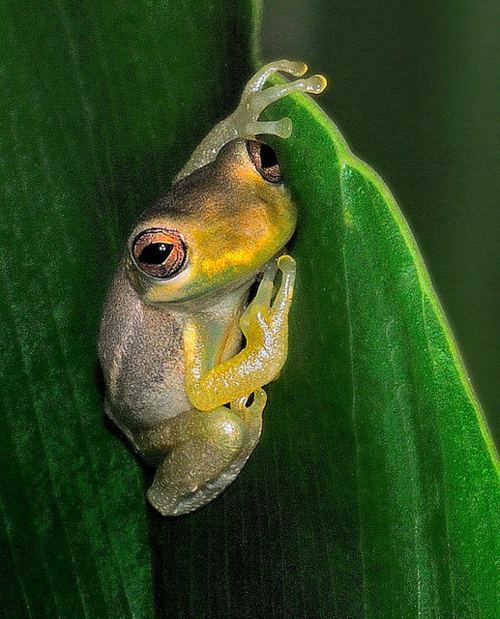 กบสีสวยงาม