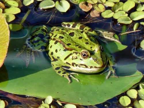 กบสีสวยงาม