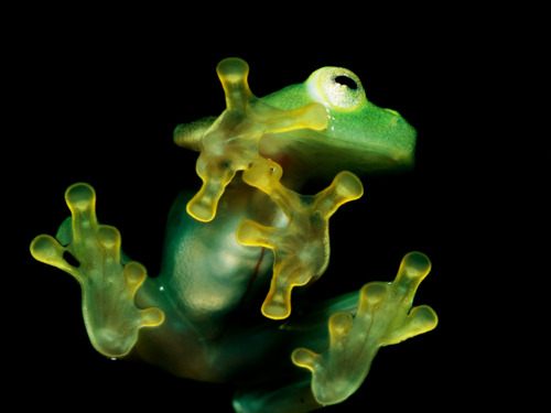 กบสีสวยงาม