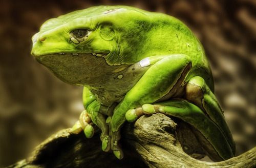 กบสีสวยงาม