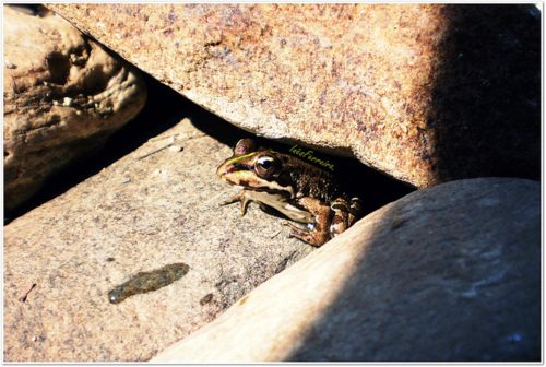 กบสีสวยงาม