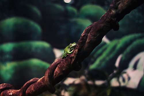 กบสีสวยงาม