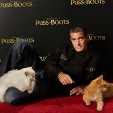 Antonio Banderas & Cats @ Cat Premiere Puss In Boots