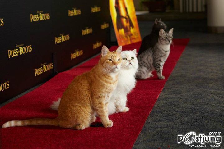 Antonio Banderas & Cats @ Cat Premiere Puss In Boots