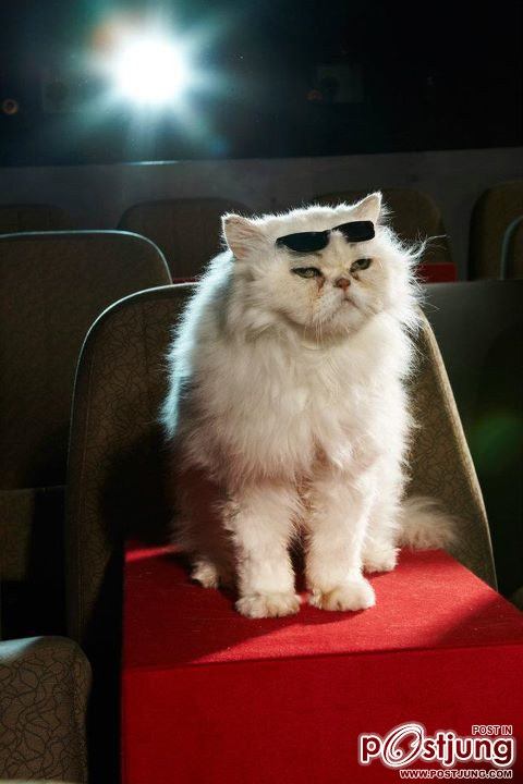 Antonio Banderas & Cats @ Cat Premiere Puss In Boots