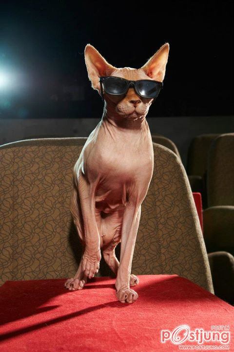 Antonio Banderas & Cats @ Cat Premiere Puss In Boots