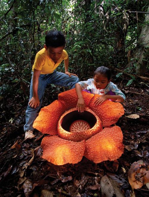 Rafflesia arnoldii หรือดอกบัวผุด