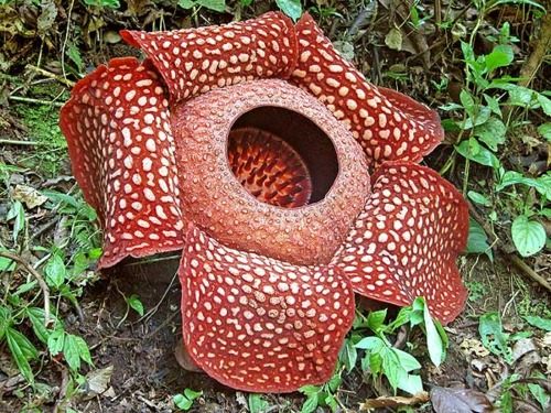 Rafflesia arnoldii หรือดอกบัวผุด