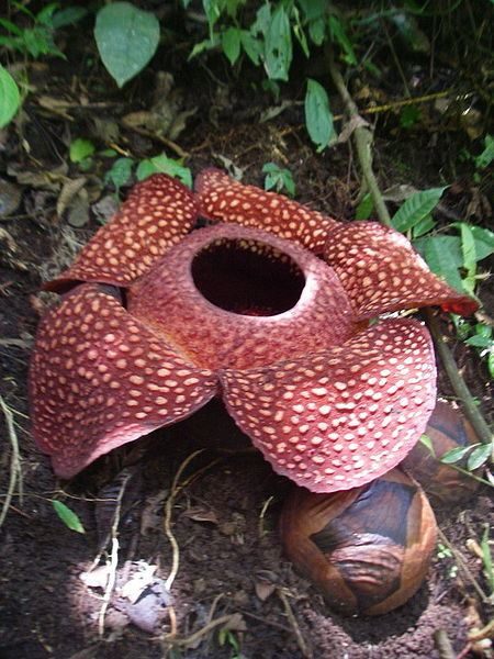 Rafflesia arnoldii หรือดอกบัวผุด
