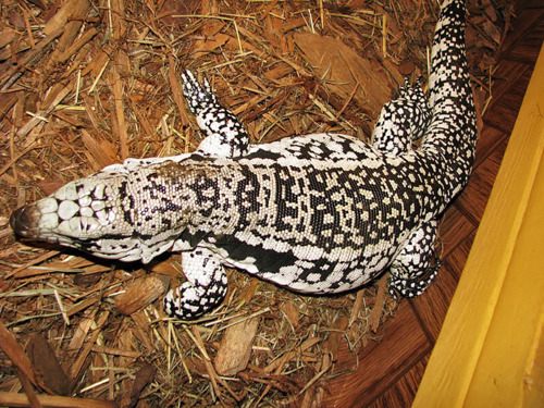 เตกู(Tegu)