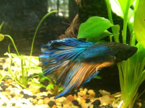 นำปลากัดจีนกับปลาโอซาว่าสวยๆมาให้ดูเพลินๆครับ คริคริ