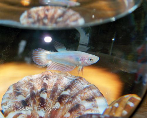 นำปลากัดจีนกับปลาโอซาว่าสวยๆมาให้ดูเพลินๆครับ คริคริ