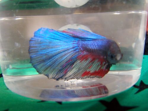 นำปลากัดจีนกับปลาโอซาว่าสวยๆมาให้ดูเพลินๆครับ คริคริ