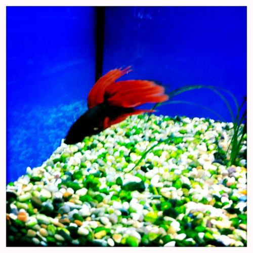 นำปลากัดจีนกับปลาโอซาว่าสวยๆมาให้ดูเพลินๆครับ คริคริ