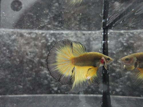 นำปลากัดจีนกับปลาโอซาว่าสวยๆมาให้ดูเพลินๆครับ คริคริ