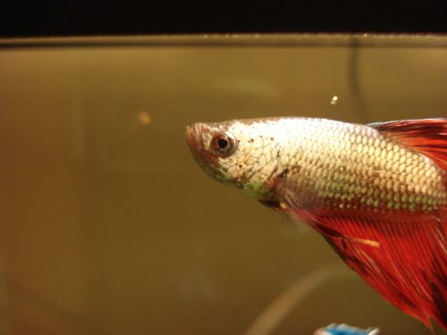 นำปลากัดจีนกับปลาโอซาว่าสวยๆมาให้ดูเพลินๆครับ คริคริ