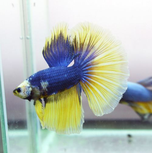 นำปลากัดจีนกับปลาโอซาว่าสวยๆมาให้ดูเพลินๆครับ คริคริ