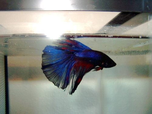 นำปลากัดจีนกับปลาโอซาว่าสวยๆมาให้ดูเพลินๆครับ คริคริ