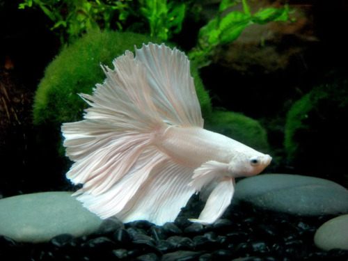 นำปลากัดจีนกับปลาโอซาว่าสวยๆมาให้ดูเพลินๆครับ คริคริ