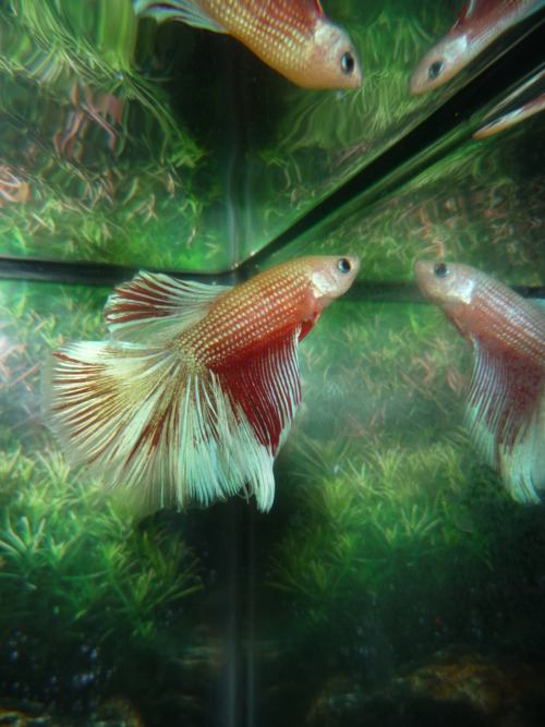 นำปลากัดจีนกับปลาโอซาว่าสวยๆมาให้ดูเพลินๆครับ คริคริ