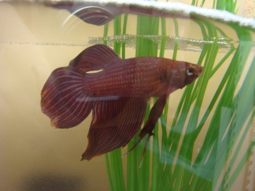 นำปลากัดจีนกับปลาโอซาว่าสวยๆมาให้ดูเพลินๆครับ คริคริ