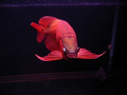 นำปลากัดจีนกับปลาโอซาว่าสวยๆมาให้ดูเพลินๆครับ คริคริ