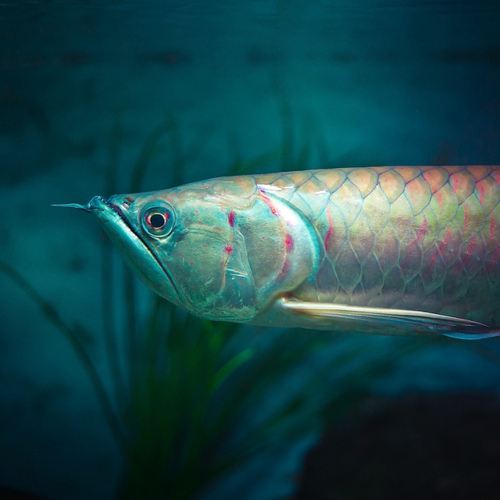 นำปลากัดจีนกับปลาโอซาว่าสวยๆมาให้ดูเพลินๆครับ คริคริ