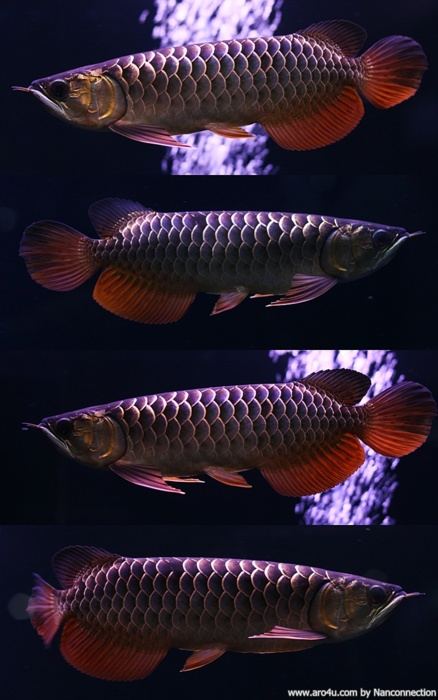 นำปลากัดจีนกับปลาโอซาว่าสวยๆมาให้ดูเพลินๆครับ คริคริ