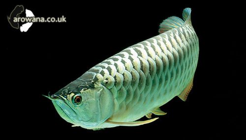 นำปลากัดจีนกับปลาโอซาว่าสวยๆมาให้ดูเพลินๆครับ คริคริ