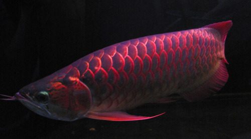 นำปลากัดจีนกับปลาโอซาว่าสวยๆมาให้ดูเพลินๆครับ คริคริ