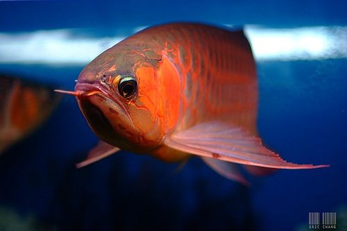 นำปลากัดจีนกับปลาโอซาว่าสวยๆมาให้ดูเพลินๆครับ คริคริ